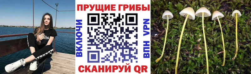 Купить закладки  Алагир  Галлюциногенные грибы GOLDEN TEACHER